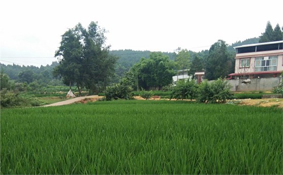 綠油油的稻田 綠油油的稻田